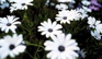 flowers002