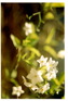 flowers012