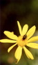 flowers007