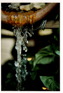 flowers005